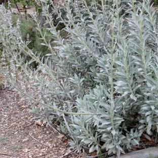 SALVIA apiana - Pépinière La Forêt