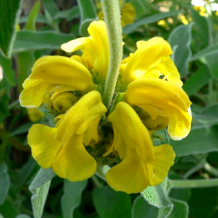 PHLOMIS fruticosa Bourgaei - Pépinière La Forêt