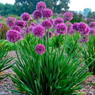 ALLIUM Lavander Bubbles ®  - Pépinière La Forêt