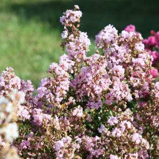 LAGERSTROEMIA indica With Love ® Babe - Pépinière La Forêt