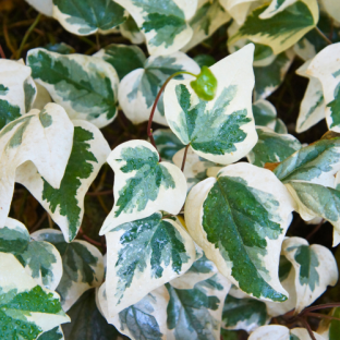 Hydrangea seemanii - Pépinière La Forêt