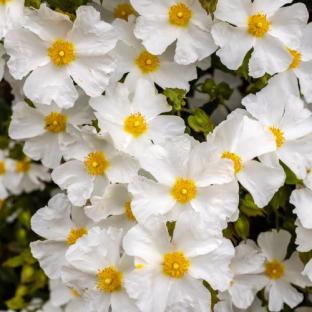 Cistus × Obtusifolius 'Thrive' - Pépinière La Forêt