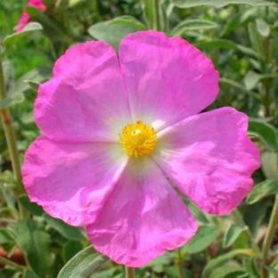 CISTUS x argenteus Peggy Sammons - Pépinière La Forêt