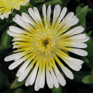 DELOSPERMA Suntropics ® Cream - Pépinière La Forêt