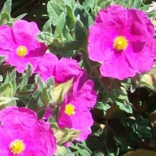 CISTUS x pulverulentus - Pépinière La Forêt
