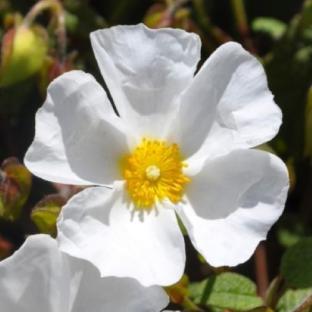 CISTUS x corbariensis  - Pépinière La Forêt