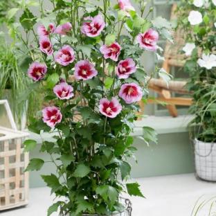 HIBISCUS syriacus Purple Flower Tower ® - Pépinière La Forêt