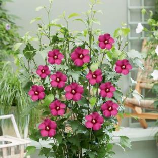 HIBISCUS syriacus Ruby Flower Tower ®  - Pépinière La Forêt