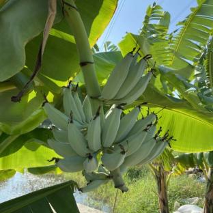MUSA acuminata Ice Cream - Pépinière La Forêt