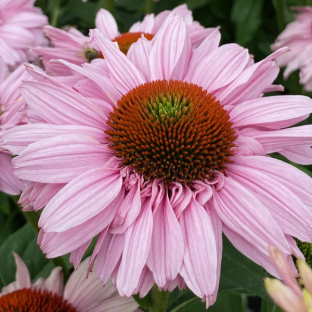 Echinacea SunSeekers Blush / LAFORET - Pépinière La Forêt