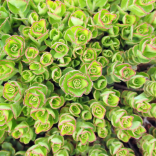 SEDUM tetractinum Coral Reef / LAFORET - Pépinière La Forêt