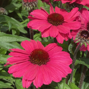 ECHINACEA SunSeekers Carmin ® / LAFORET - Pépinière La Forêt