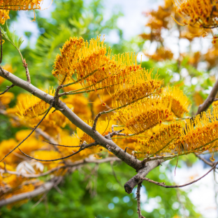 Grevillea robusta/ LAFORET - Pépinière La Forêt