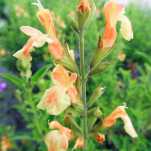 SALVIA Belle de Loire ® / LAFORET - Pépinière La Forêt