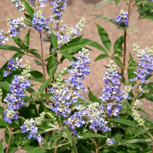 VITEX hybride Magical Chicagoland Blues ® / LAFORET - Pépinière La Forêt