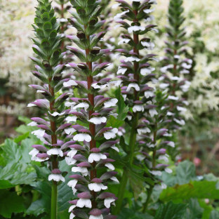 ACANTHUS mollis/ LAFORET - Pépinière La Forêt