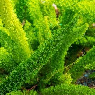 ASPARAGUS densiflorus Meyeri / LAFORET - Pépinière La Forêt