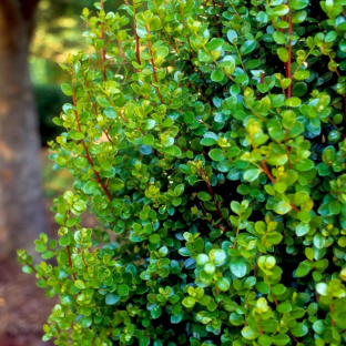 MYRSINE africana feuilles / LAFORET - Pépinière La Forêt