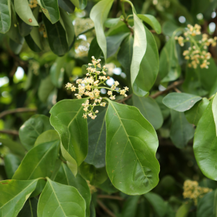 VIBURNUM odoratissimum Lucidum / LAFORET - Pépinière La Forêt