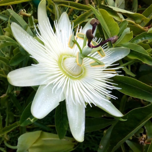 PASSIFLORA caerulea Constance Elliott/ LAFORET - Pépinière La Forêt
