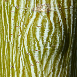 David's Maple Bark - Pépinière La Forêt