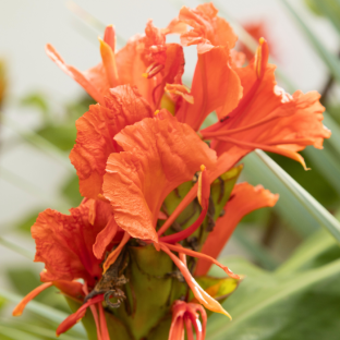 FLOWER HEDYCHIUM greenii - LA FORET - Pépinière La Forêt