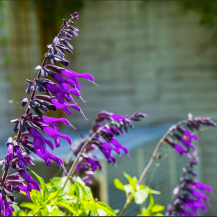 SALVIA Amistad ® - LA FORET - Pépinière La Forêt