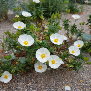 Cistus × florentinus Tramontane LA FORET - Pépinière La Forêt