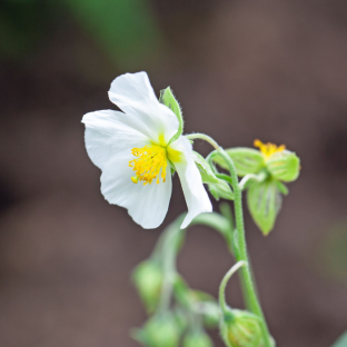 FLOWER - laurel-leaved rockrose - LA FORET - Pépinière La Forêt