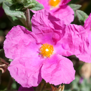 FLEUR - Cistus pulverulentus Sunset - LA FORET - Pépinière La Forêt