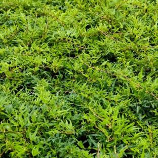 Massif - HEDERA helix Minigreen - LA FORET - Pépinière La Forêt