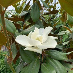 fleur - MAGNOLIA grandiflora Ferruginea - LA FORET - Pépinière La Forêt