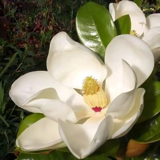 Fleur - MAGNOLIA grandiflora Galissoniensis - LA FORET - Pépinière La Forêt
