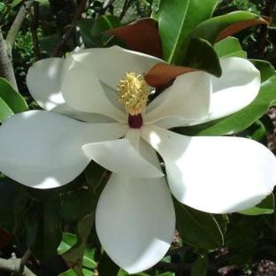 Fleur - MAGNOLIA grandiflora Purpan - LA FORET - Pépinière La Forêt