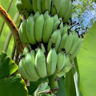 Bananier à fruits Helens hybride pepinieres LAFORET - Pépinière La Forêt