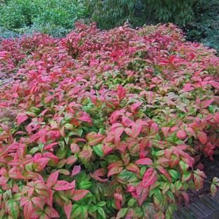 massif - NANDINA domestica Fire Power - LA FORET - Pépinière La Forêt