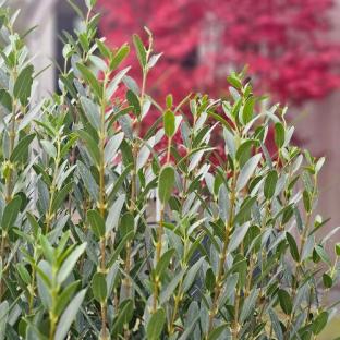 Feuillage - PHILLYREA angustifolia Grand Prix® - LA FORET - Pépinière La Forêt