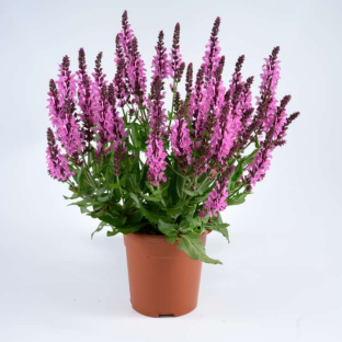  SALVIA nemorosa Pink Nebula ® - LA FORET - Pépinière La Forêt