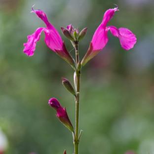 Fleur - SALVIA x Cerro Potosi - LA FORET - Pépinière La Forêt
