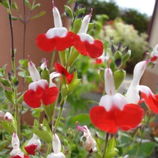 Fleurs - SALVIA x Hotlips - LA FORET - Pépinière La Forêt