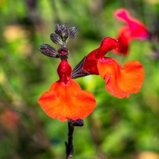 Fleur - SALVIA x Royal Bumble - LA FORET - Pépinière La Forêt