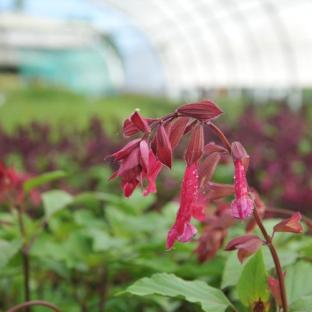 Floraison - SALVIA Wendy's Wish ® - LA FORET - Pépinière La Forêt