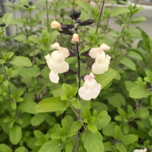 SALVIA grahamii Chantilly Blanche - LA FORET - Pépinière La Forêt