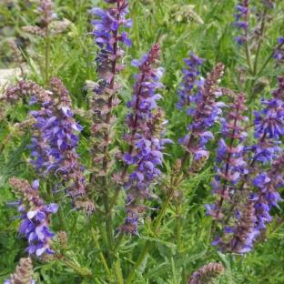 Fleurs - SALVIA x jurisicii C® - LA FORET - Pépinière La Forêt