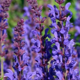 Fleurs - SALVIA nemorosa Dark Matter ® - LA FORET - Pépinière La Forêt