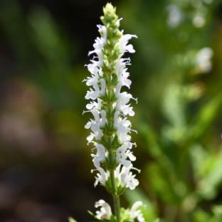 Fleur - SALVIA nemorosa Schneehugel - LA FORET - Pépinière La Forêt