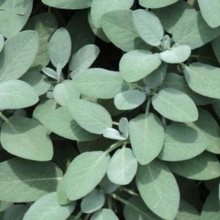 Feuillage - SALVIA officinalis Berggarten - LA FORET - Pépinière La Forêt