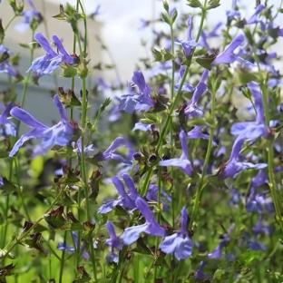 Floraison - SALVIA uliginosa African Sky - LA FORET - Pépinière La Forêt