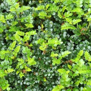 ZANTHOXYLUM beecheyanum - LA FORET - Pépinière La Forêt