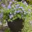 Geranium Azure Rush ® - Pépinière La Forêt